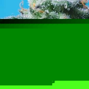 Profile Picture of Cephas Brown (@bigcep) on Myspace