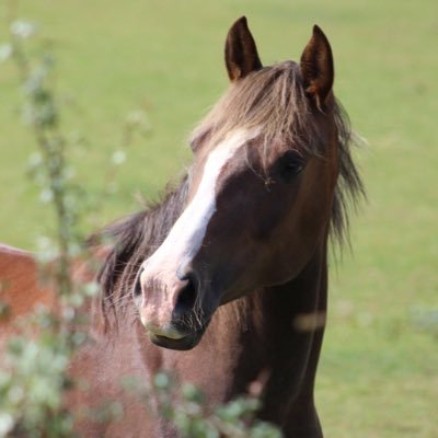 Profile Picture of Joanne Snell (@BransbyJo) on Twitter