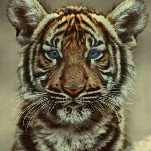 Profile Picture of Micah Tilford (@micah_et) on Poshmark