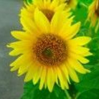 Profile Picture of Janet-takata (@flyingmajo) on Twitter