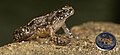 Profile Picture of Nyctibatrachus robinmooreion Wikipedia