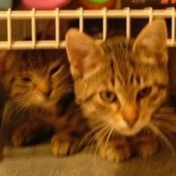 Valerie Lahoud - Poshmark Profile Picture of Valerie Lahoud (@vlahoud) on Poshmark