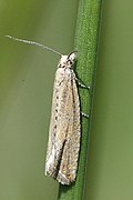 Profile Picture of Tortricidaeon Wikipedia