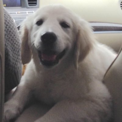 Profile Picture of Rachel Cramer (@Rachel8674) on Twitter