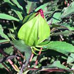 Profile Picture of Audra Phillips (@_what__i__see__) on Instagram