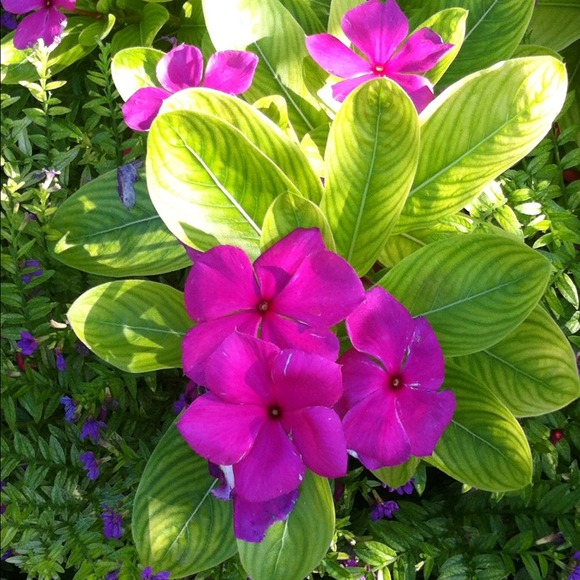 Profile Picture of Joyce Fielder (@jojo0908) on Poshmark