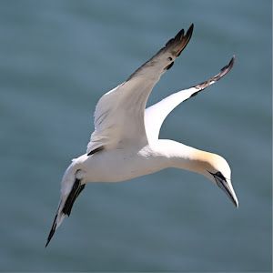 Profile Picture of stevedockery7 (@stevedockery7) on Tiktok