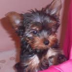 Profile Picture of Todd Stumpf (@jackie.stumpf.5) on Facebook