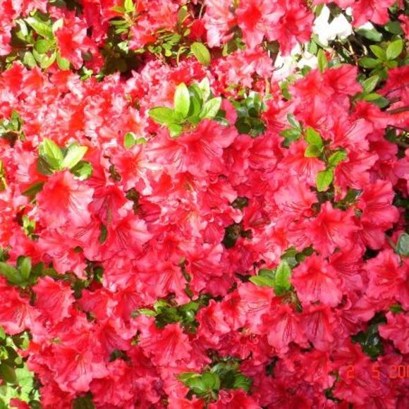 Profile Picture of Pallavi Pallavi (@pallavi989) on Poshmark