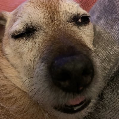 Profile Picture of Alan Welch (@Al_TheSkyMan) on Twitter