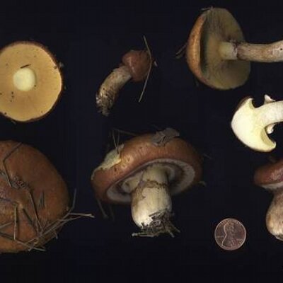 Profile Picture of Gen Li (@genli001) on Twitter