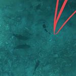 Primrose Danny keeble - Instagram Profile Picture of Primrose Danny keeble (@primrosekeeble) on Instagram