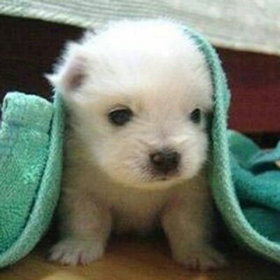 Profile Picture of Joel Zaragoza (@Joelzaragoza6) on Twitter