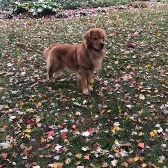 Profile Picture of James Foley (@jjf19) on Poshmark