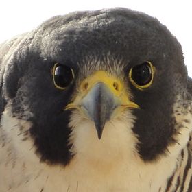 Profile Picture of Peter Verhulst (@reaper9827) on Pinterest