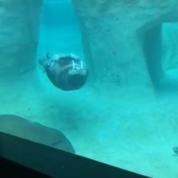 Profile Picture of Amber Pinnow (@apinnow) on Poshmark