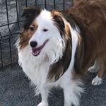 Profile Picture of Bailey Zelda Cueva-Raker (@baileybuttthesheltie) on Instagram