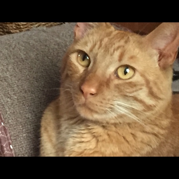 Profile Picture of Sarah Schneckenburger (@schneckies9179) on Poshmark