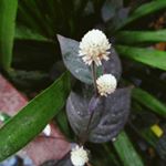 Profile Picture of Jay Sison (@freiviouslyjay) on Instagram