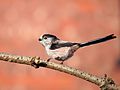 Profile Picture of Long-tailed titon Wikipedia