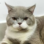 Profile Picture of Mating British Shorthair Joey (@Mating-British-Shorthair-Joey) on Facebook