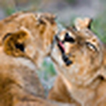 Profile Picture of James and Grace (@Cub&Kitten) on Flickr