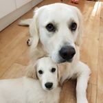 Profile Picture of Manny and Louis (@manchego_louis_golden) on Instagram