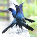 Profile Picture of Ian Hastie (@isoflyphotography) on Instagram