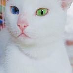 Profile Picture of Ben Rocha (@Ben-Rocha) on Facebook