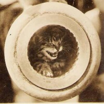 Profile Picture of Anna Gibson Holloway, PhD (@monitorkitty) on Twitter