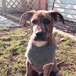 Profile Picture of clyde_thewestcoastmutt (@clyde_thewestcoastmutt) on Instagram
