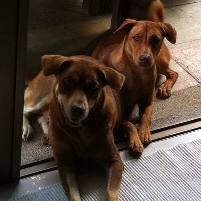 Profile Picture of Ling Pang (@mspling) on Twitter