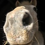 Profile Picture of Laura Clements (@lauraclementsphotography) on Instagram