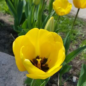 Profile Picture of Kelly Dickson (@peach023) on Pinterest