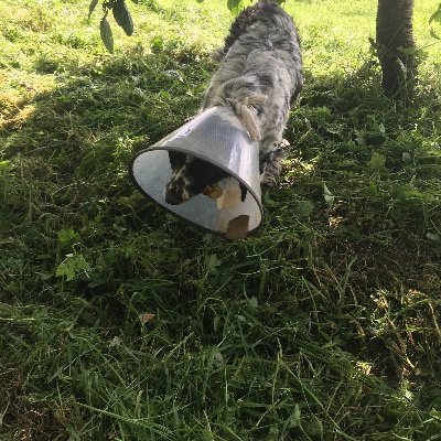 Profile Picture of Joe Glennon (@glennonjoe) on Twitter