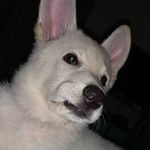 Profile Picture of Joseph Rosenbrook (@joseph_rosenbrook) on Instagram