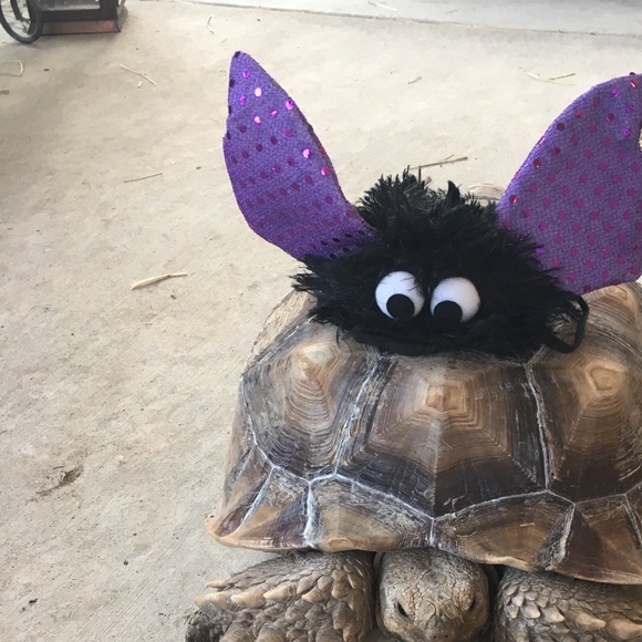 Profile Picture of Mikki Stevens (@lacyran1) on Poshmark