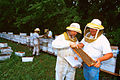 Profile Picture of Beekeeping in the United Stateson Wikipedia