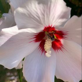 Profile Picture of Rebecca Koppenhaver (@rjk650) on Pinterest