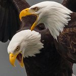 Profile Picture of Bill Thomas (@billthomas_steel) on Flickr