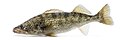 Profile Picture of Walleye - Wikipediaon Wikipedia
