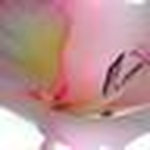 Profile Picture of Linda W (@linda w) on Flickr
