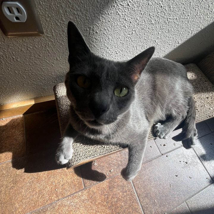 Profile Picture of D (@danielle.khan) on Tiktok