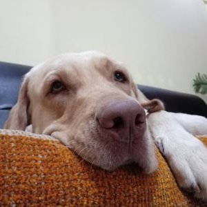 Profile Picture of Jayraj Thayyil (@JayrajThayyil) on Twitter