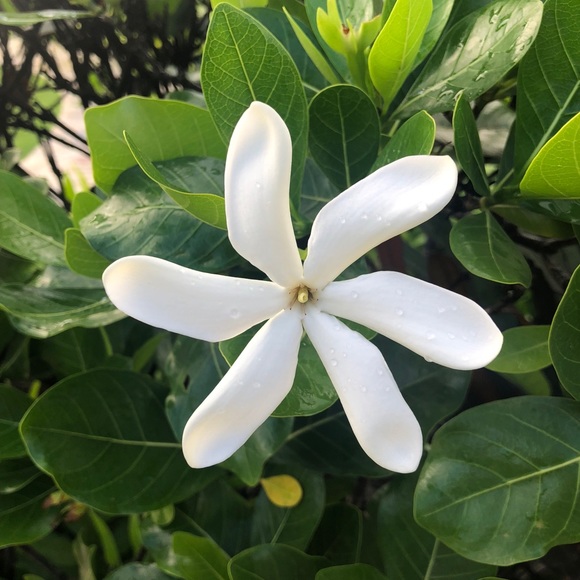 Christina Kovacic - Poshmark Profile Picture of Christina Kovacic (@icunurse22) on Poshmark