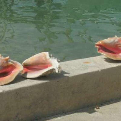 Profile Picture of Ariel Malone (@arielmalone5) on Twitter