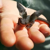 Profile Picture of Patrick Noe (@charlesnoe2306) on Youtube