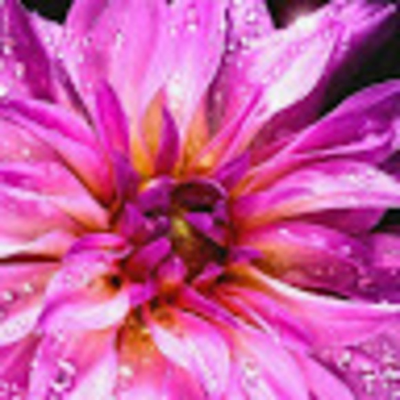 Profile Picture of Rachel Chabin (@rchabin) on Poshmark