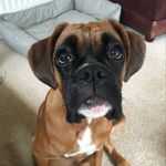 Profile Picture of Ruby Britton (@ruby_tuesday_boxer) on Instagram