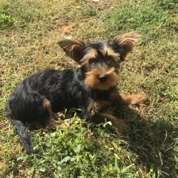 Profile Picture of Miklós-Balogh Bálint (@MiklsBaloghBli1) on Twitter